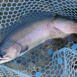 フィッシングパーク髙島の泉で数釣り